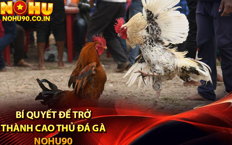 Bí quyết để trở thành cao thủ đá gà Nohu90
