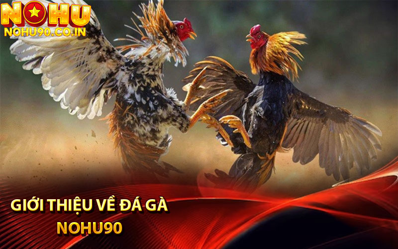 Giới thiệu về đá gà Nohu90