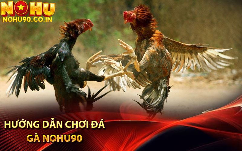 Hướng dẫn chơi đá gà Nohu90
