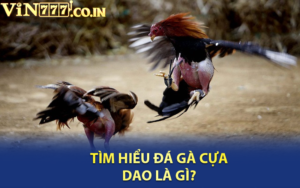 Tìm hiểu đá gà cựa dao là gì?